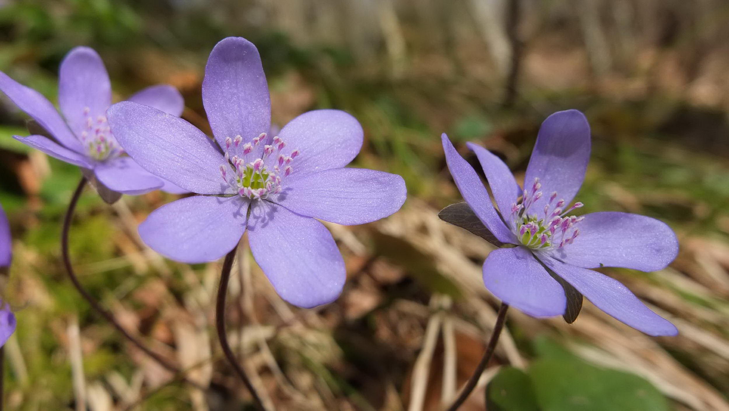fruehlingsblumen2
